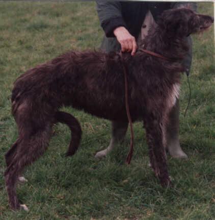 Kilbourne Black Bird