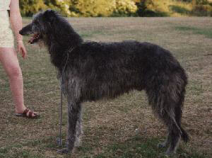 Ch. Kilbourne Shamus